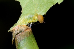 bladrolwesplarve (Blennocampa sp) 7-2021 7995